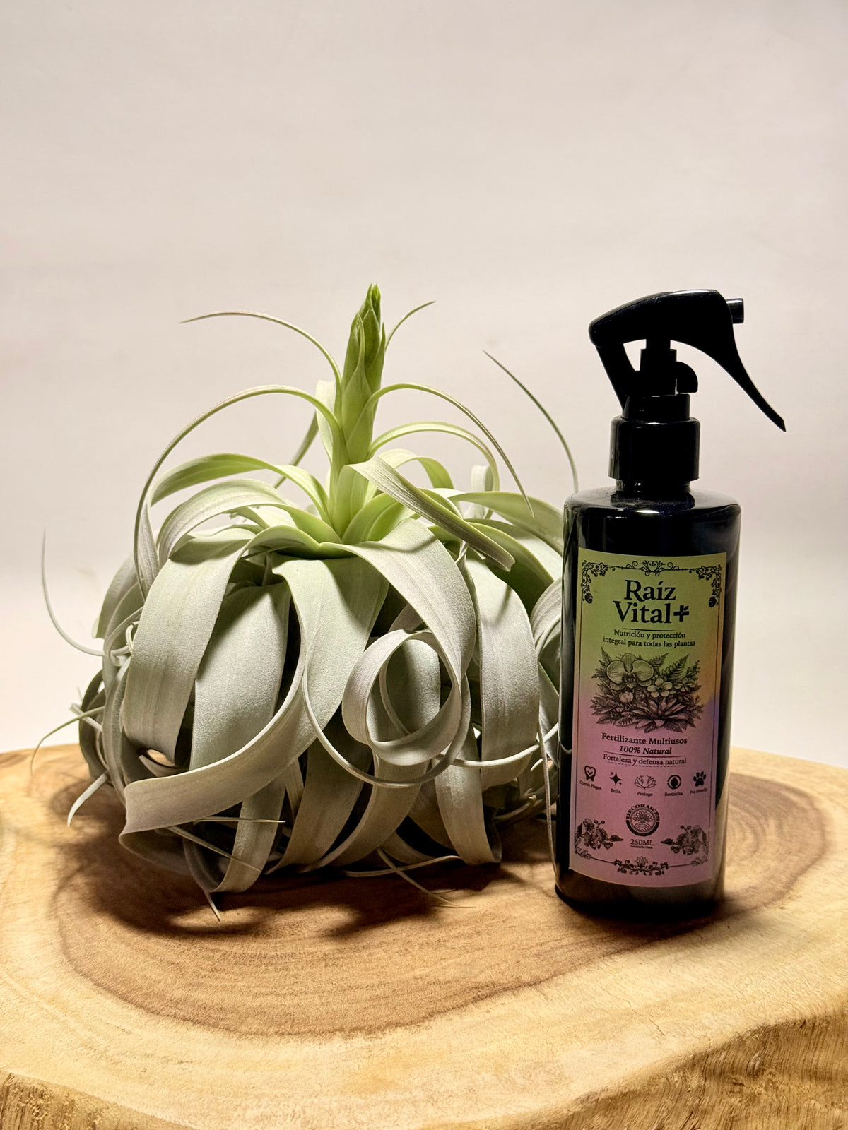 Kit Till. Xerographica XL con botón + fertilizante
