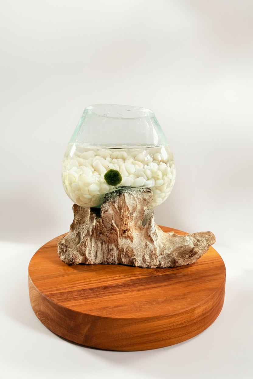 Marimo Moss Ball Ecosistema arreglo único de madera con vidrio fundido