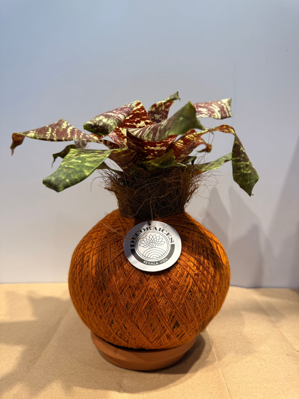 koke Bromelia Goud. ospinae var gruberi