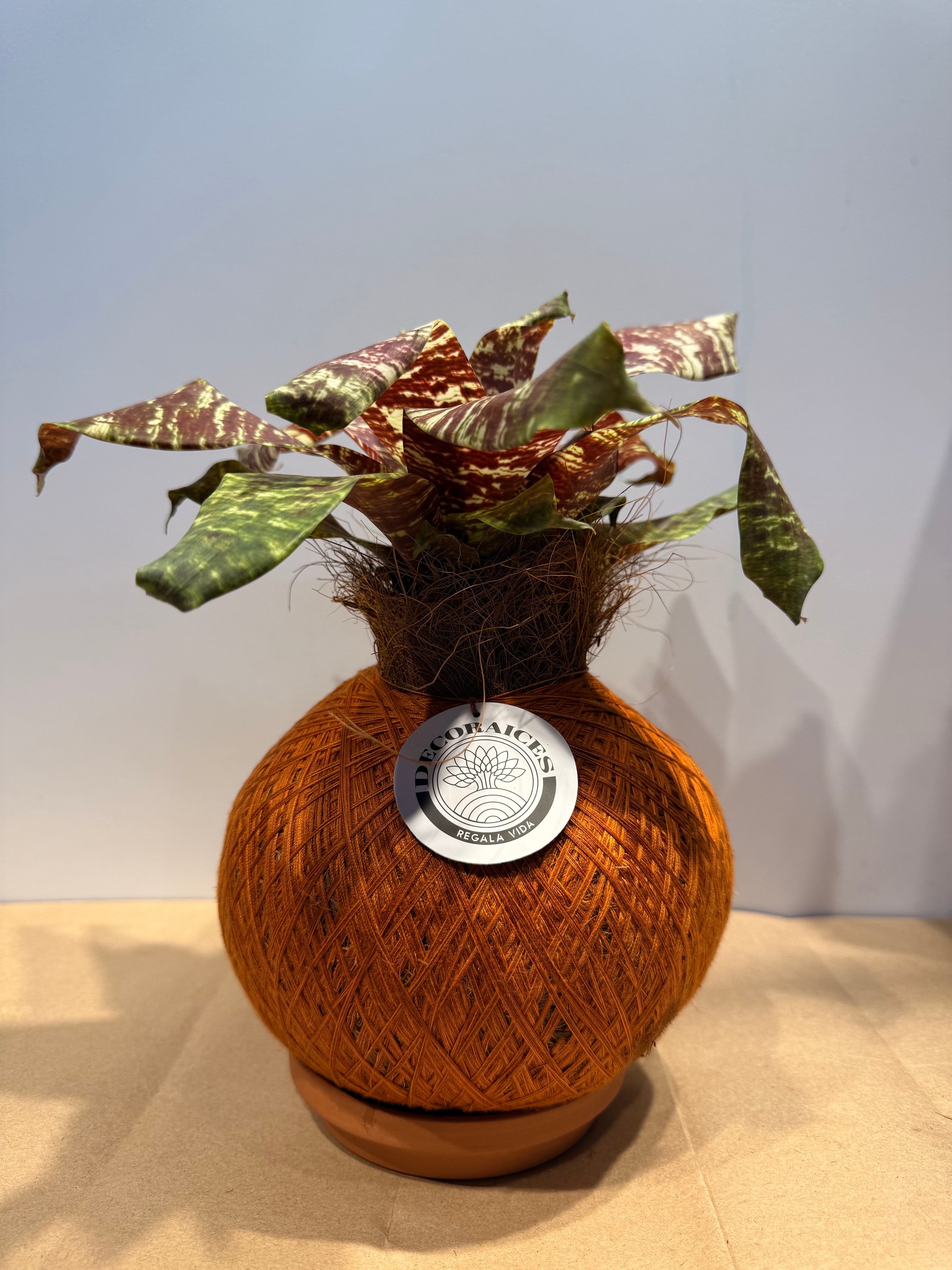 koke Bromelia Goud. ospinae var gruberi