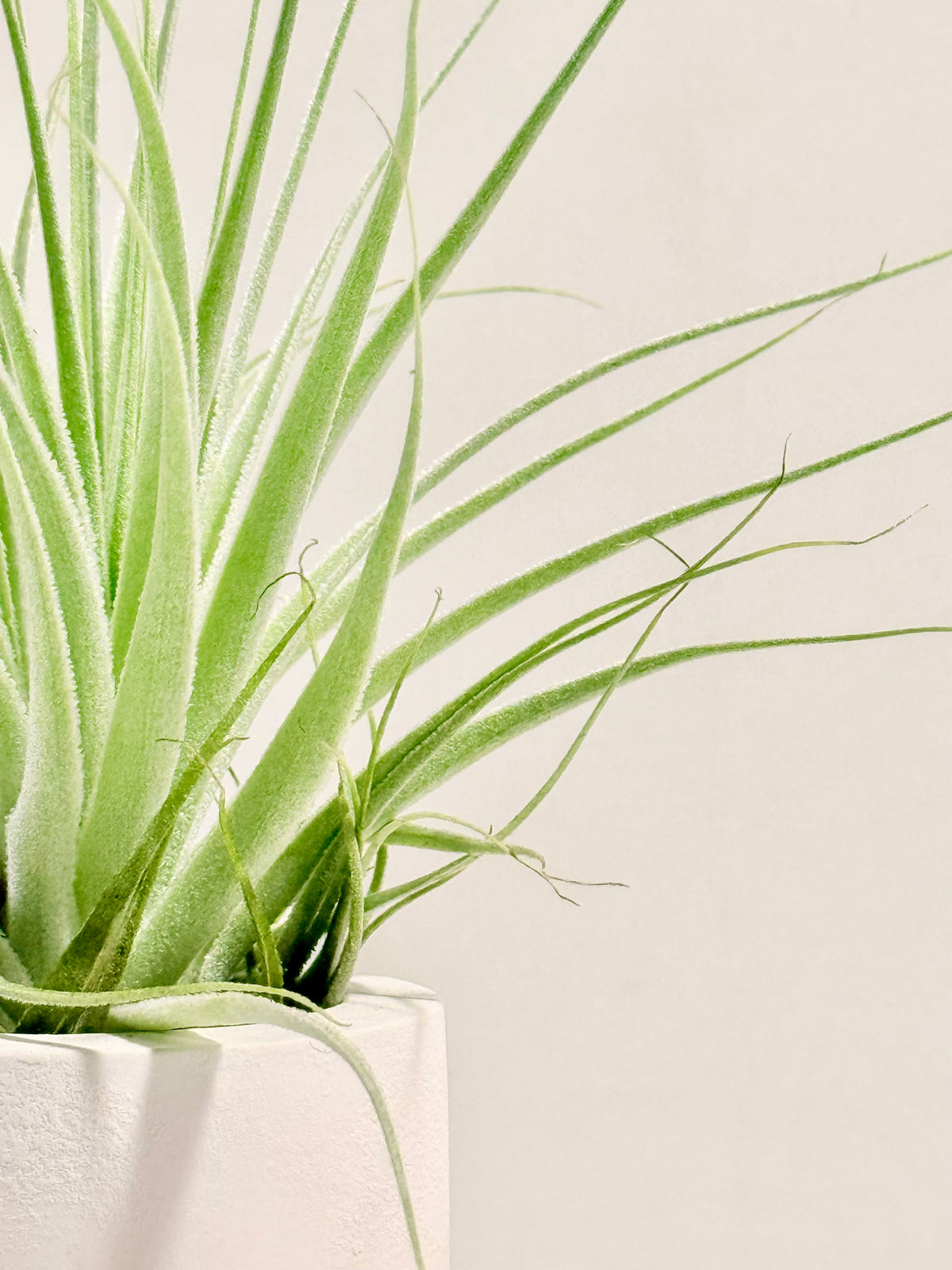 Tillandsia gardneri + espiral + madera + fertilizante