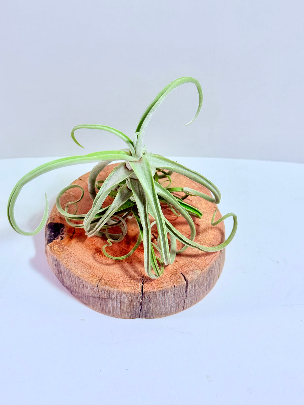 Tillandsia Duratii S + Rodaja de Madera