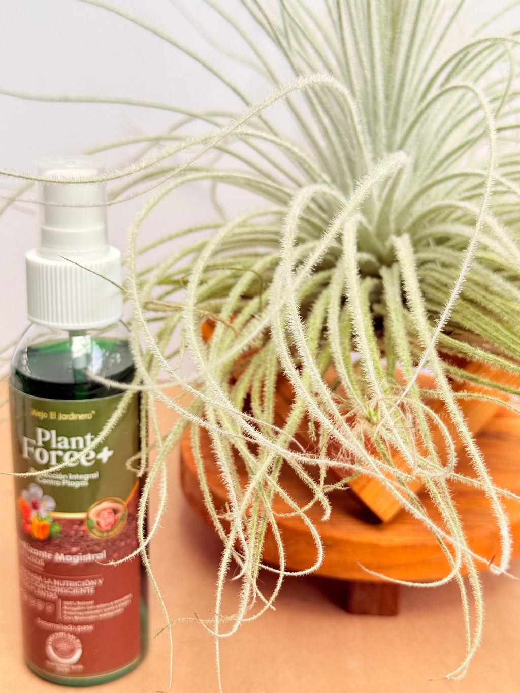 Kit Till. Tectorum + plant force + base madera teca