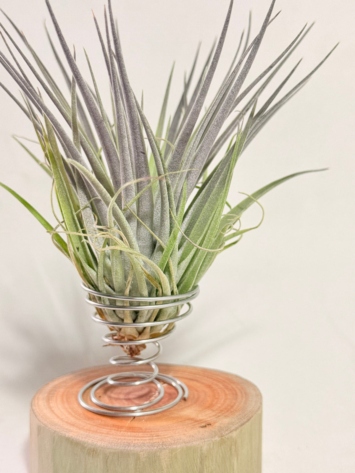 Till. Plagiotropica purple + madera + espiral