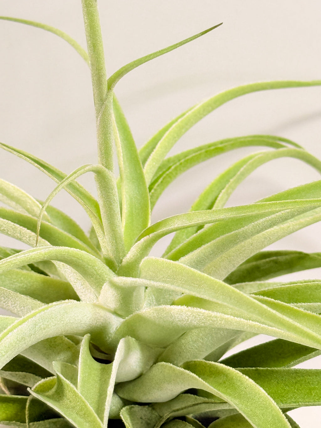 Tillandsia Cacticola regular form botón