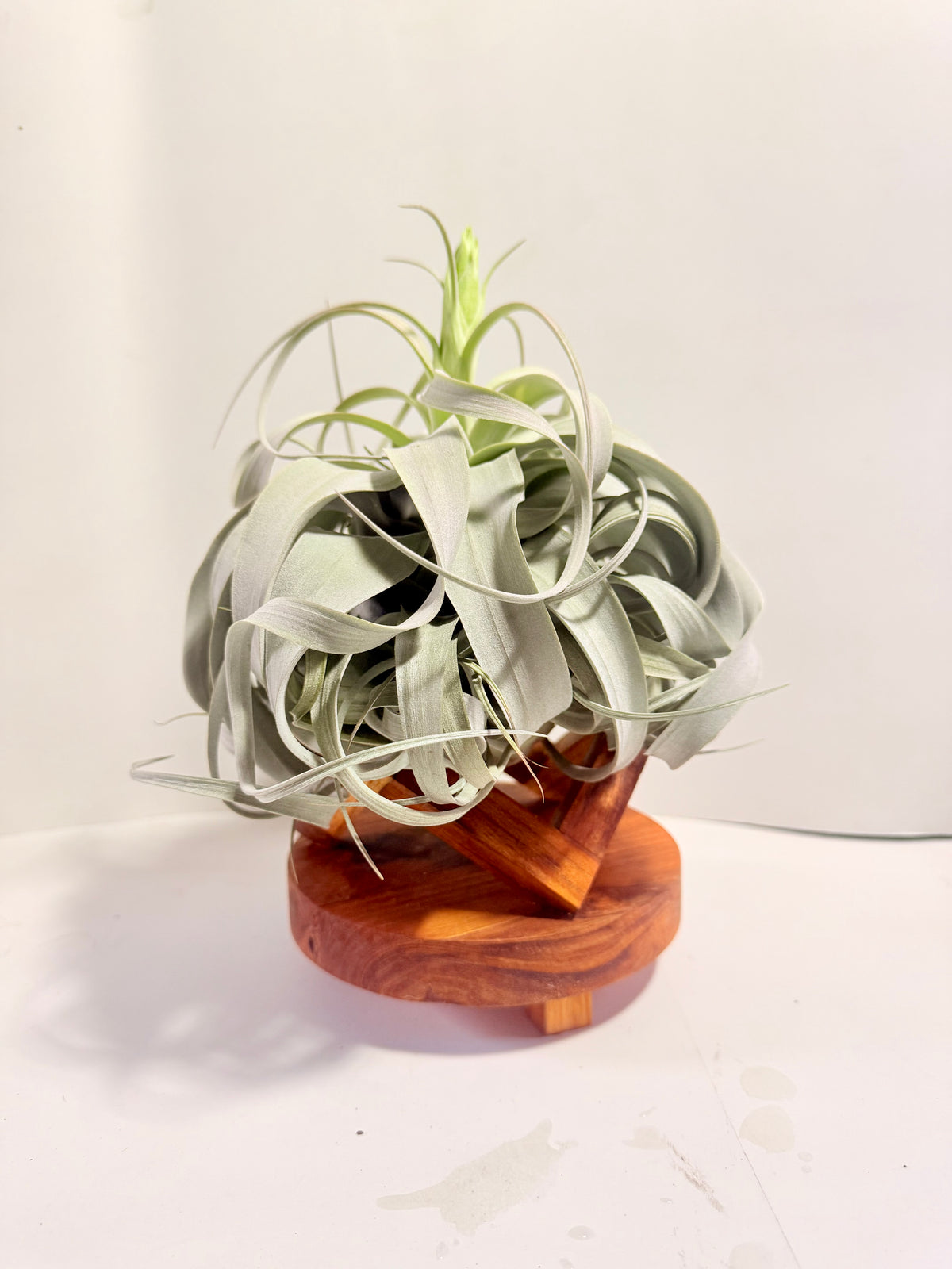 Till. Xerographica con botón XL + base teca