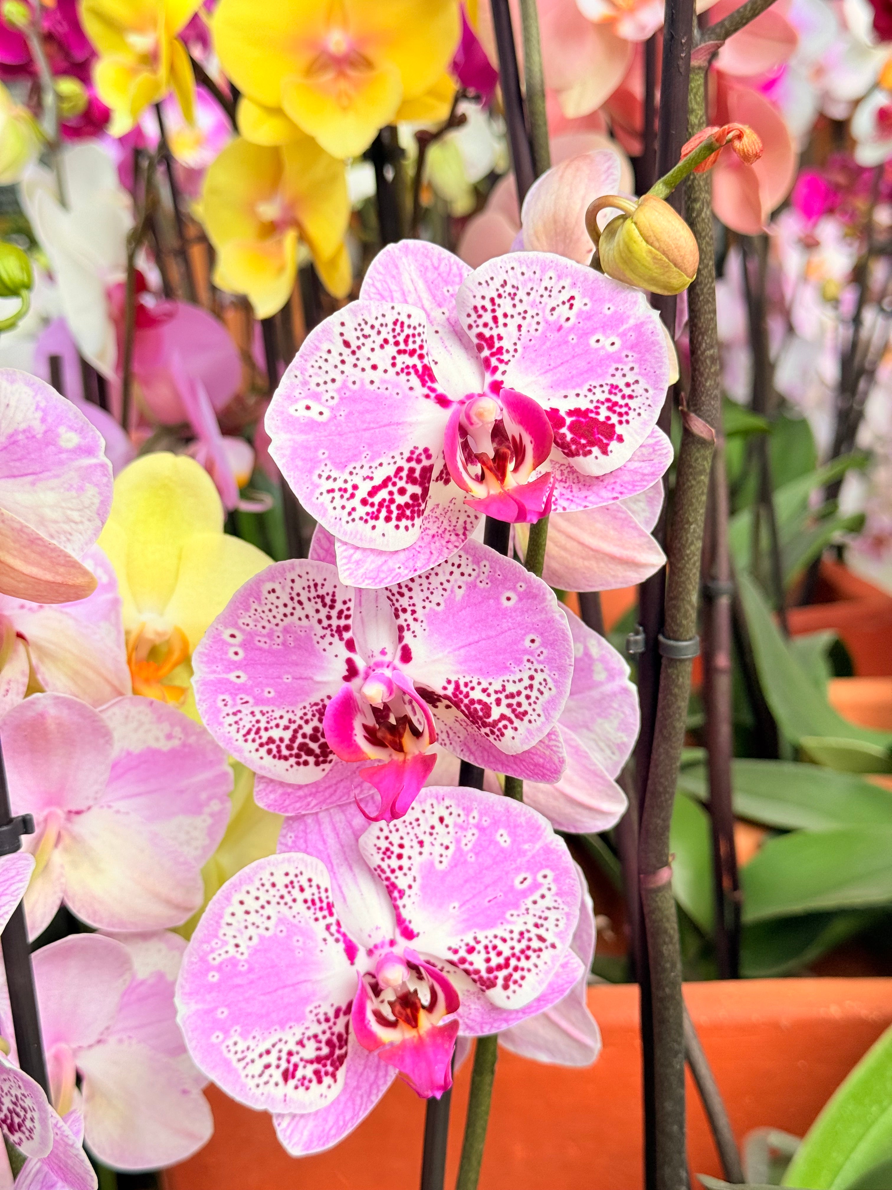 Kokedama Orquídea Premium Rosa 2V
