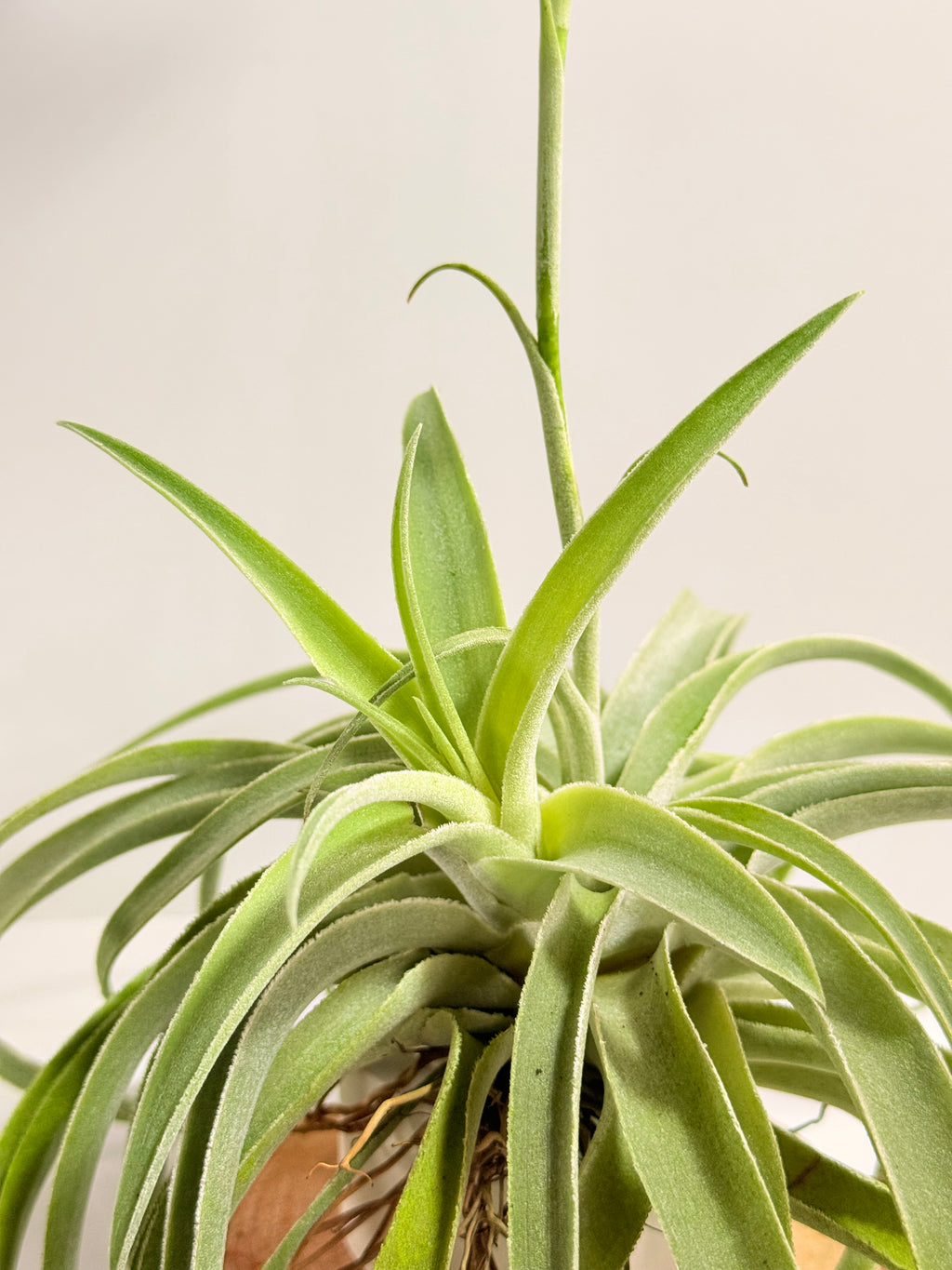 Tillandsia Cacticola regular form botón