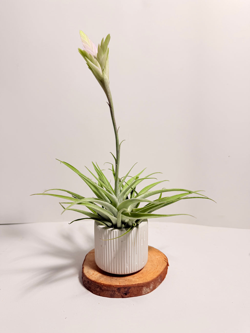 Tillandsia Cacticola regular form botón