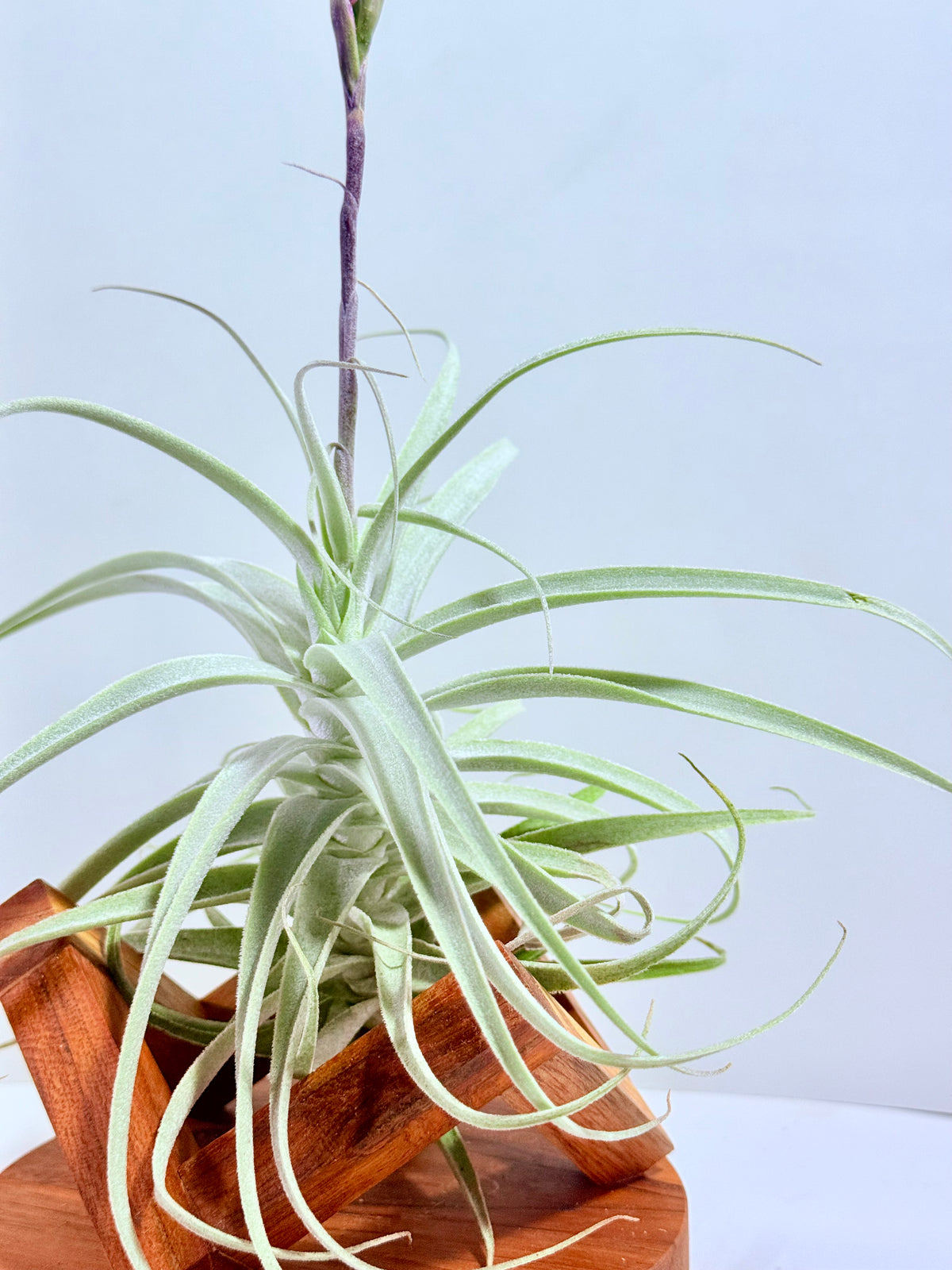 Tillandsia Purpúrea + base teca