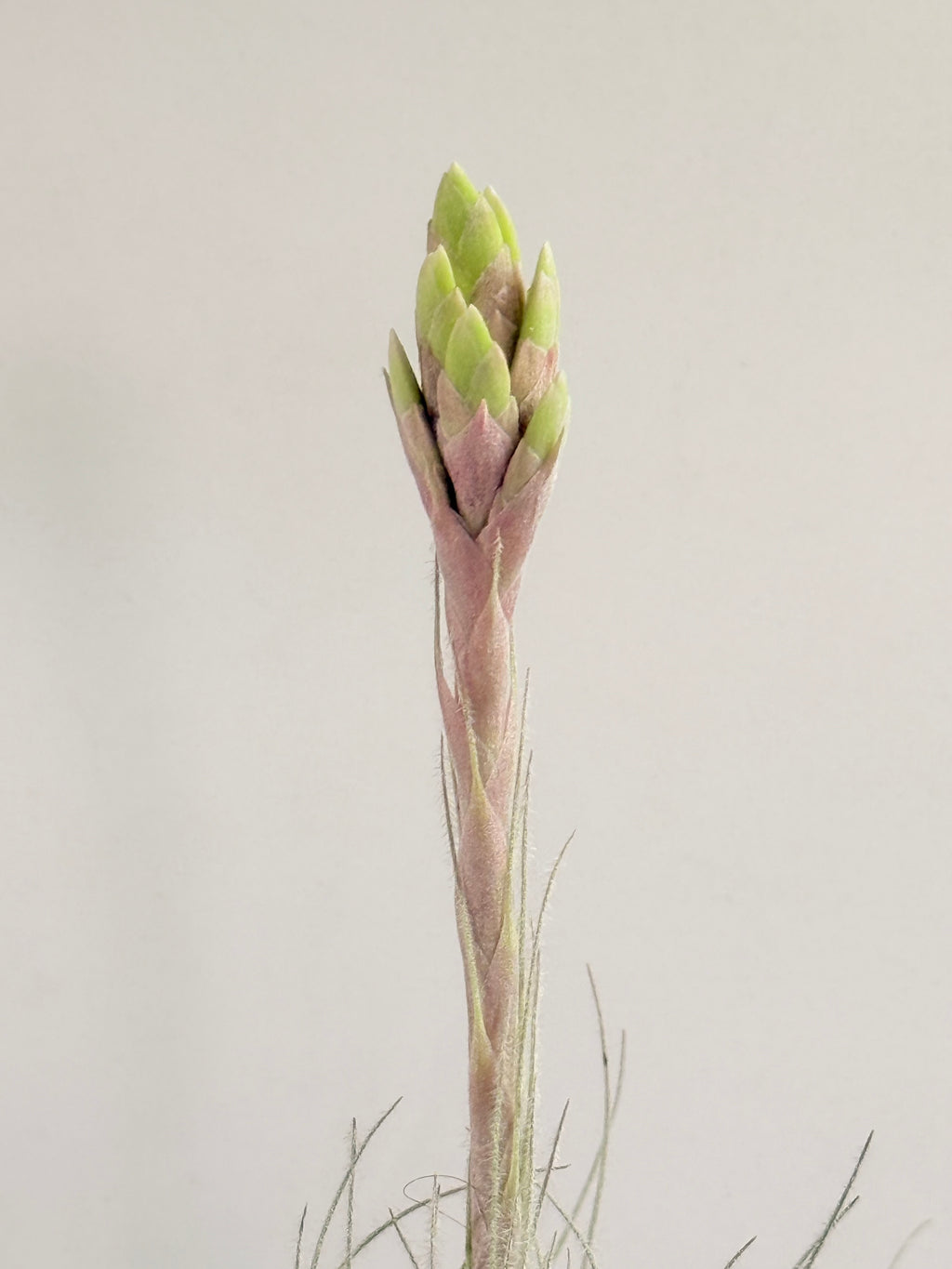 Till. Tectorum + base teca