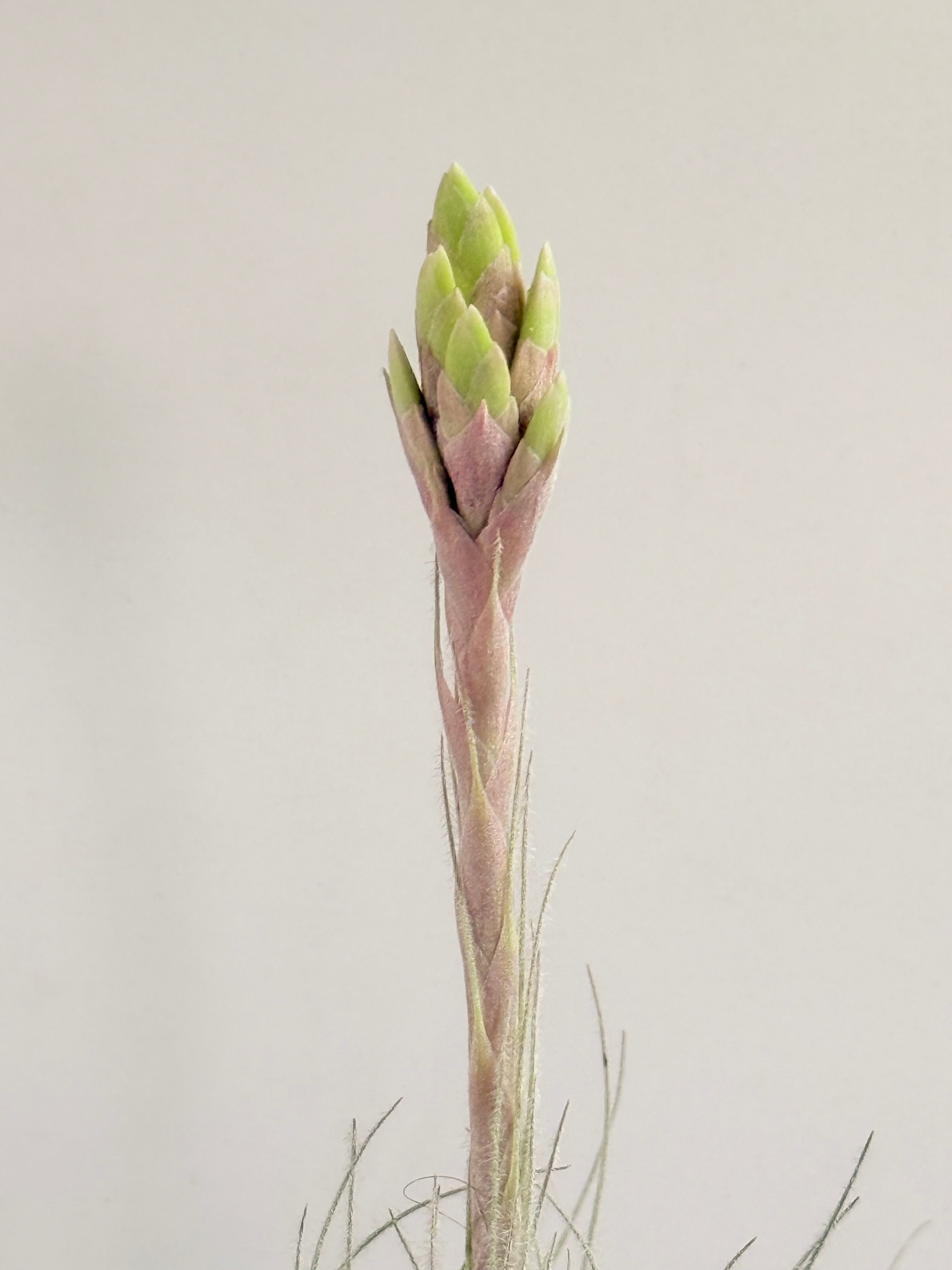 Till. Tectorum + base teca