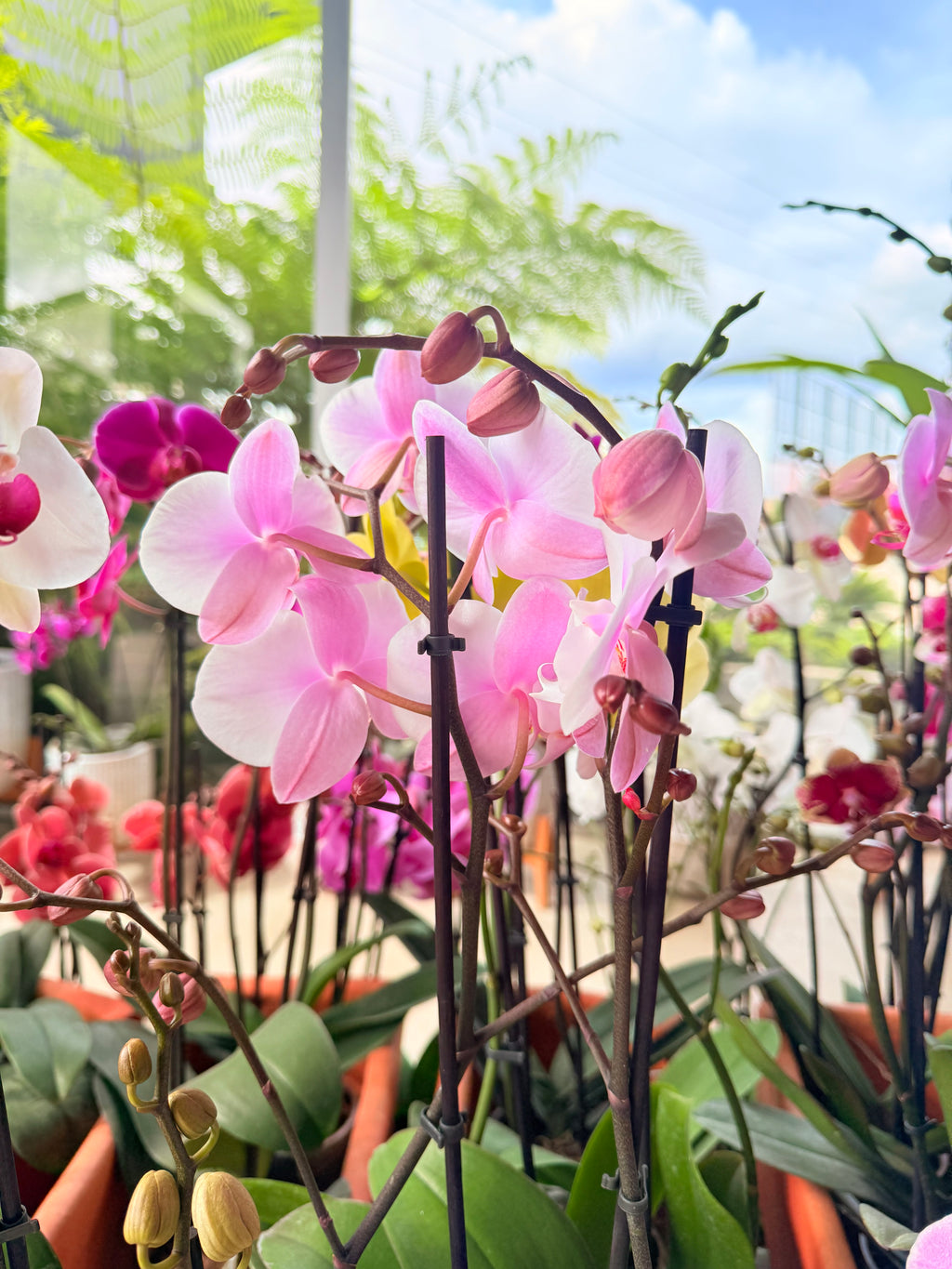 Kokedama Orquídea Premium Rosa 2V