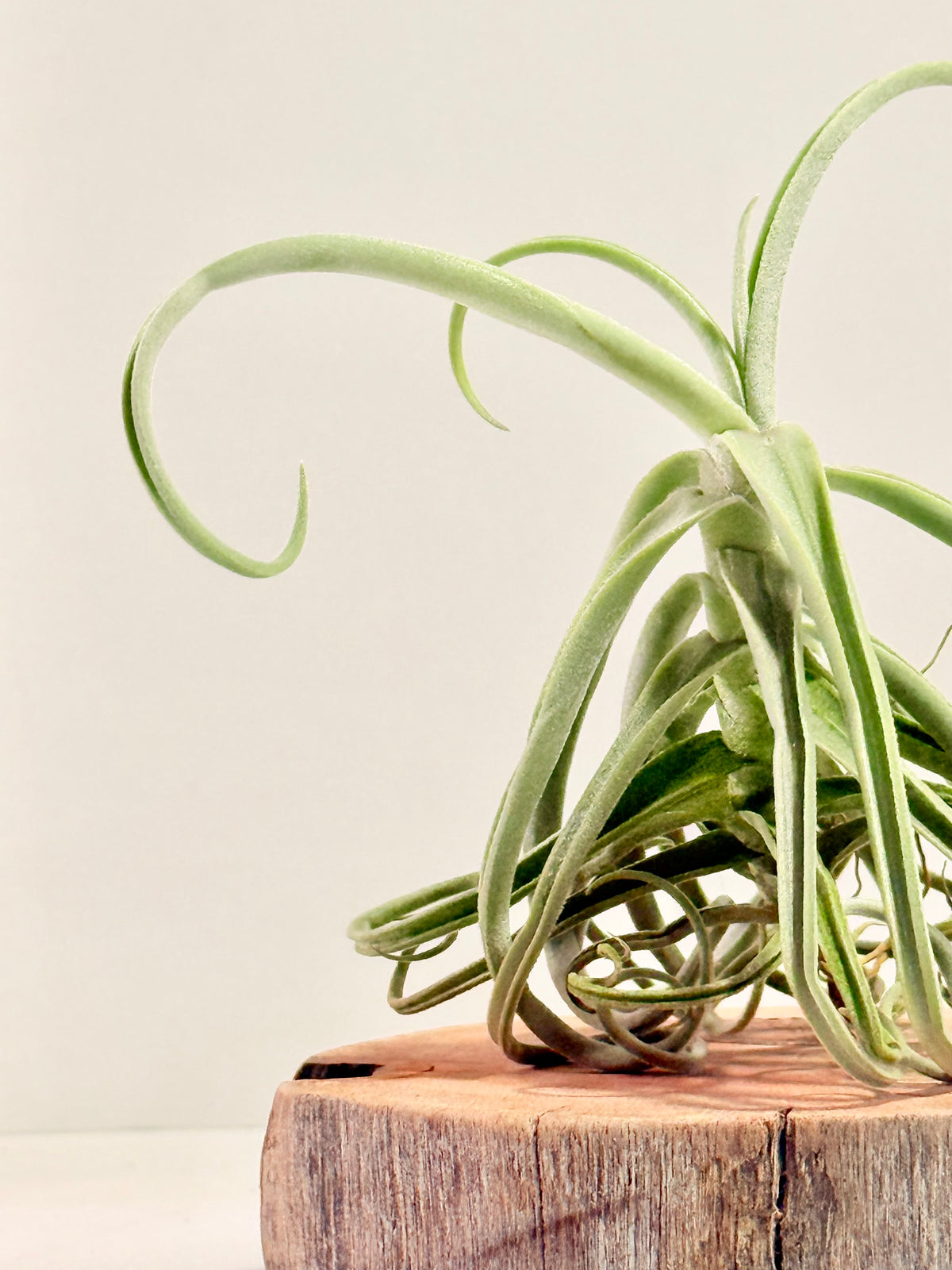 Tillandsia Duratii S + Rodaja de Madera