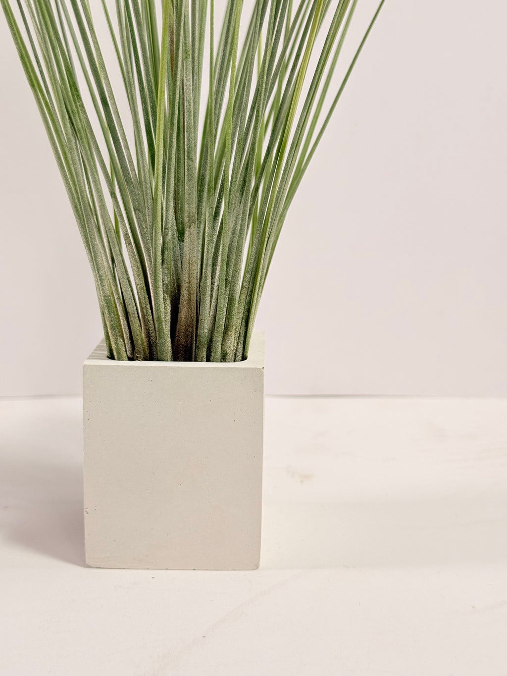 Tillandsia  Juncea + matera