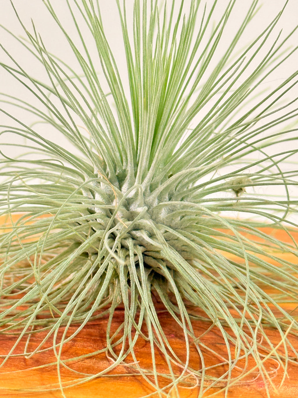 Tillandsia Fuchsii var. Gracilis