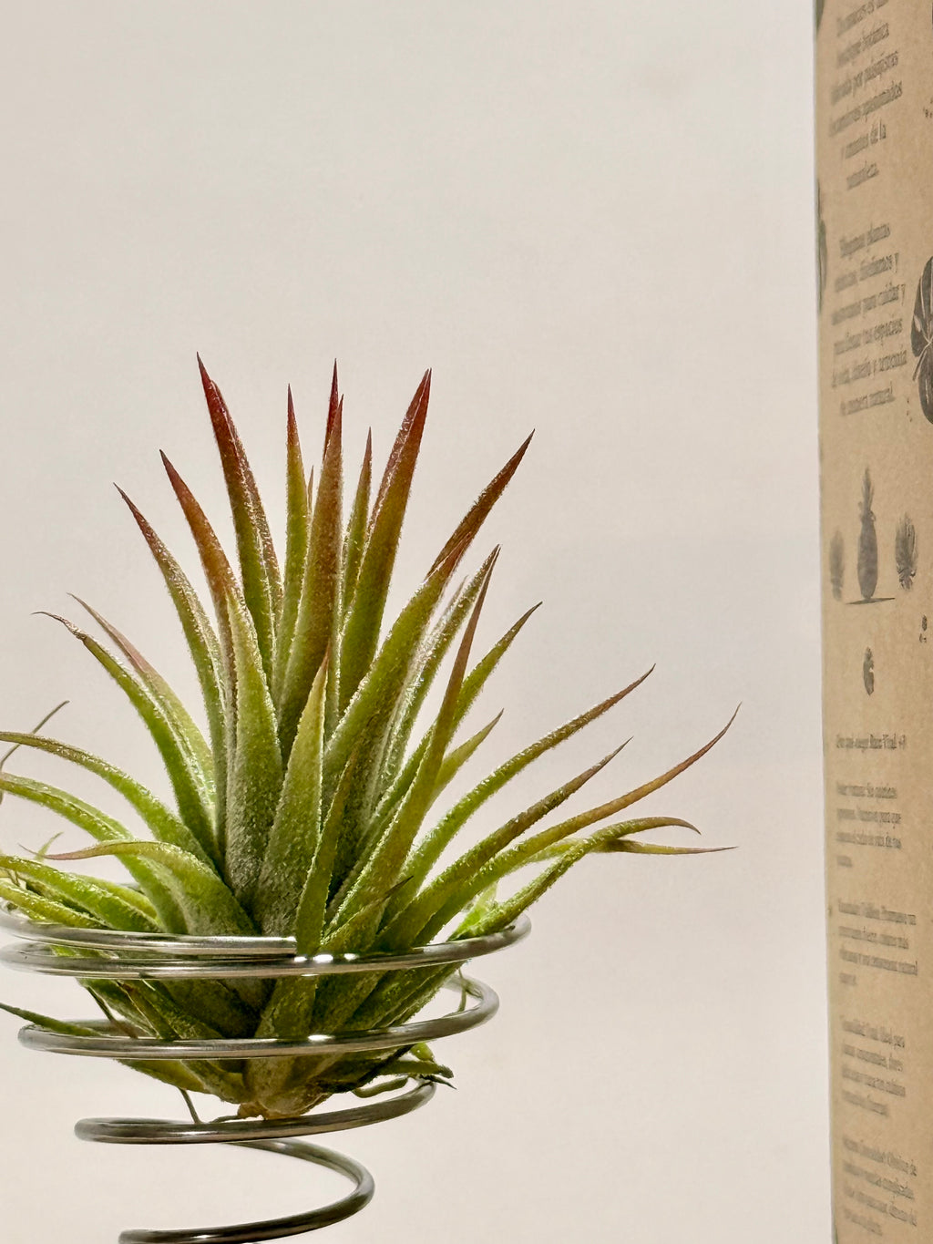 Kit Till. Ionantha + madera + espiral + fertilizante