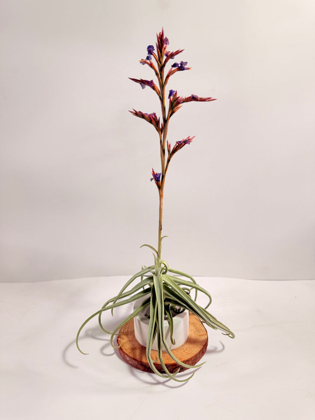 Tillandsia  Streptocarpa