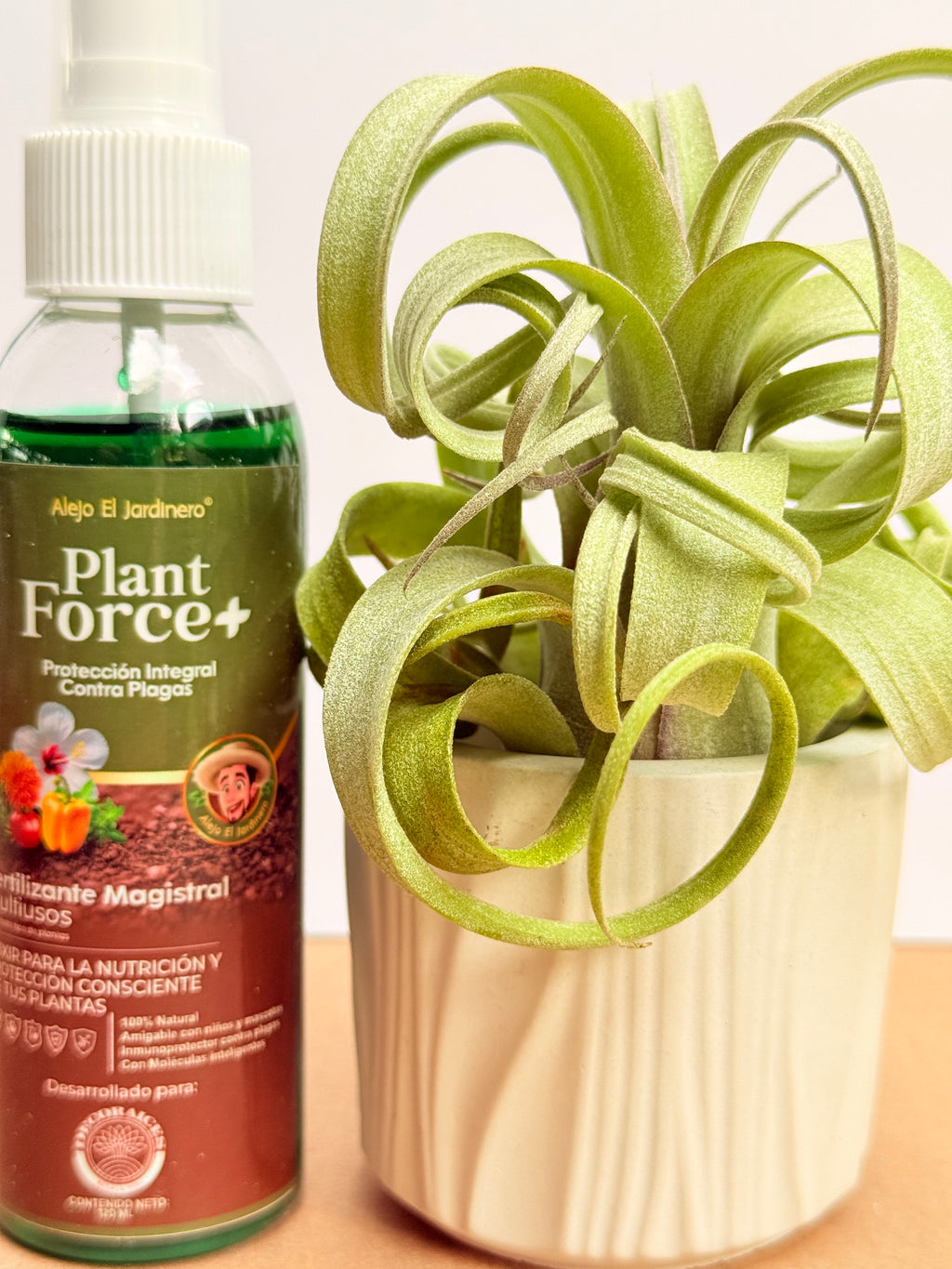 Kit Curly slim s+ plant force + matera