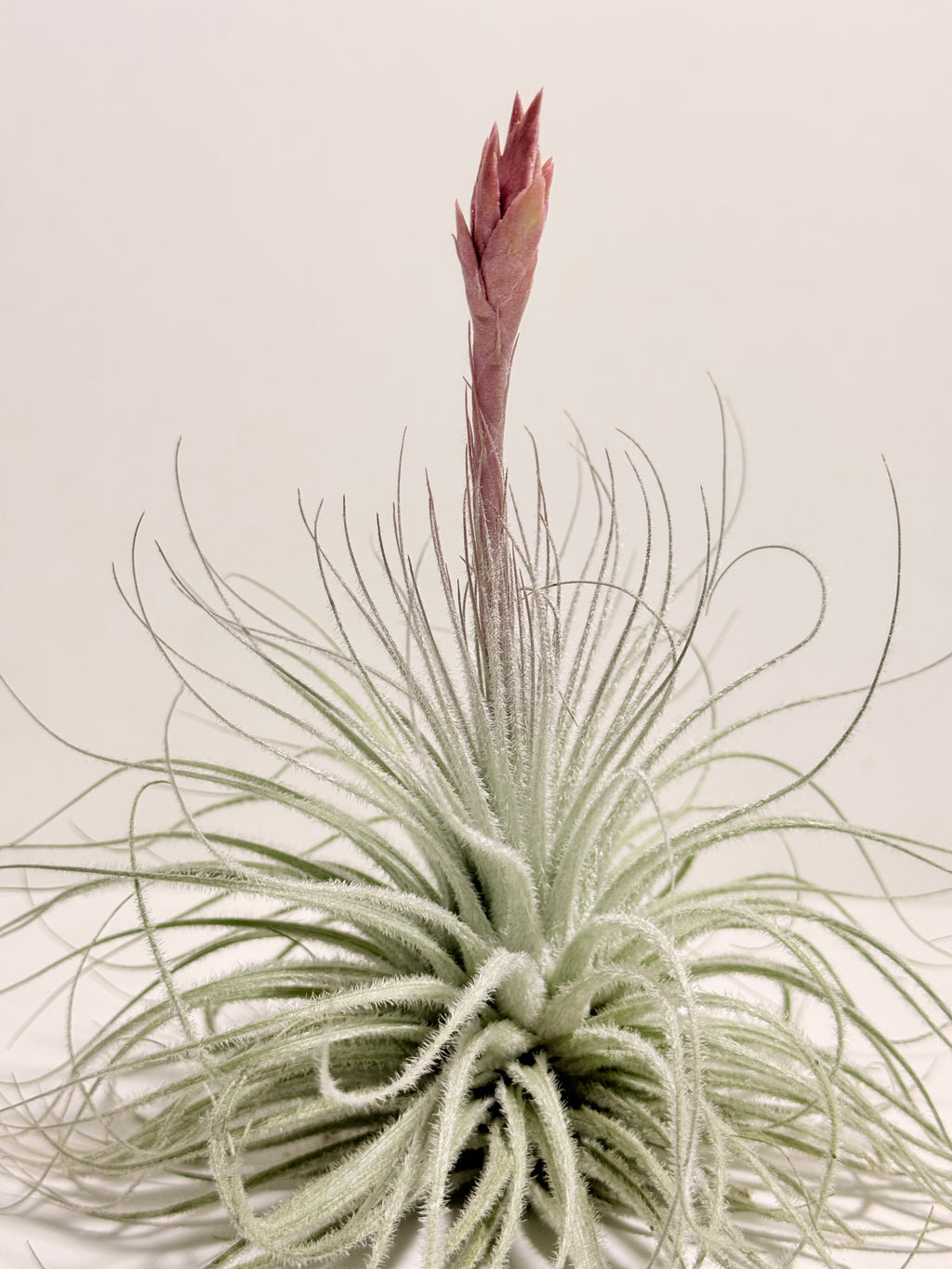 Tillandsia  Tectorum