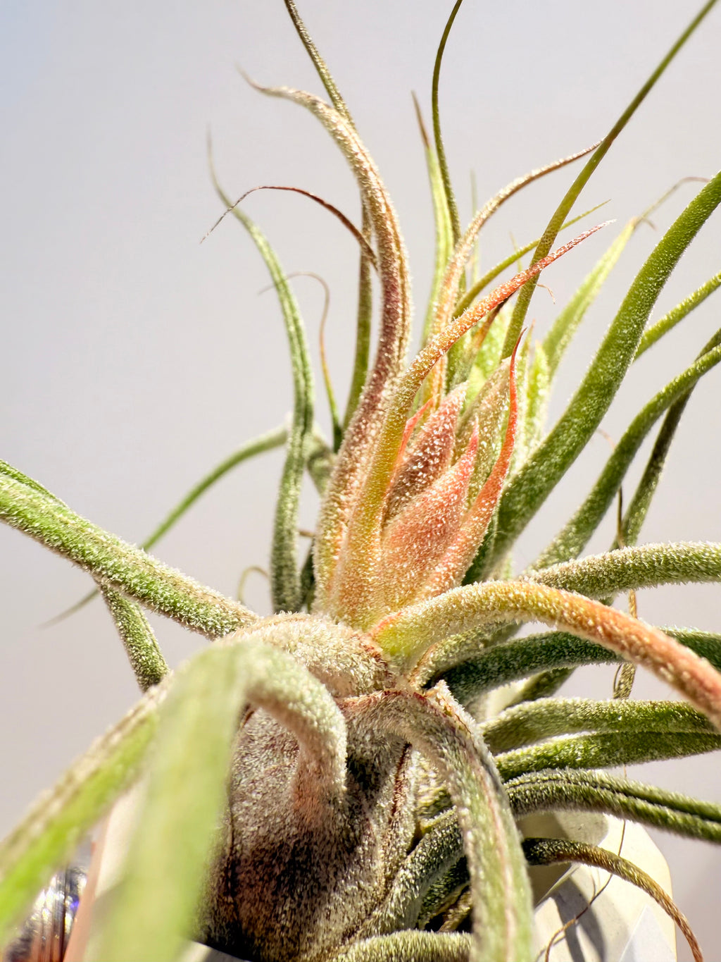 Till. Caput Guatemala arrangement