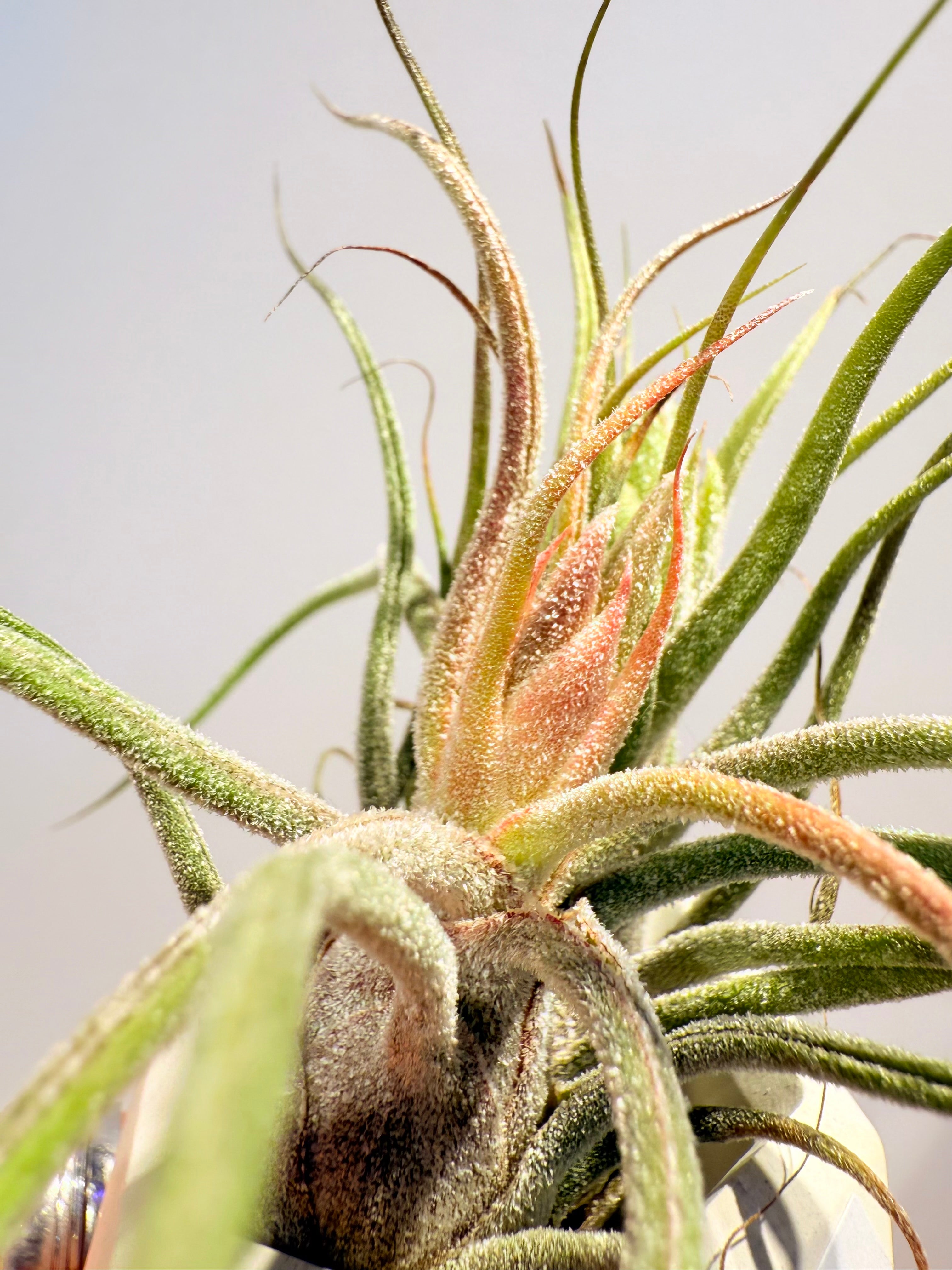 Till. Caput Guatemala arrangement