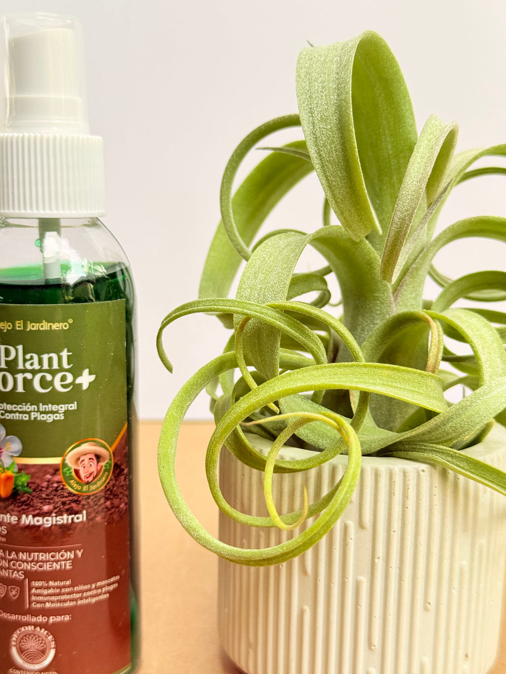 Kit Till. Curly slim s + plant force + matera