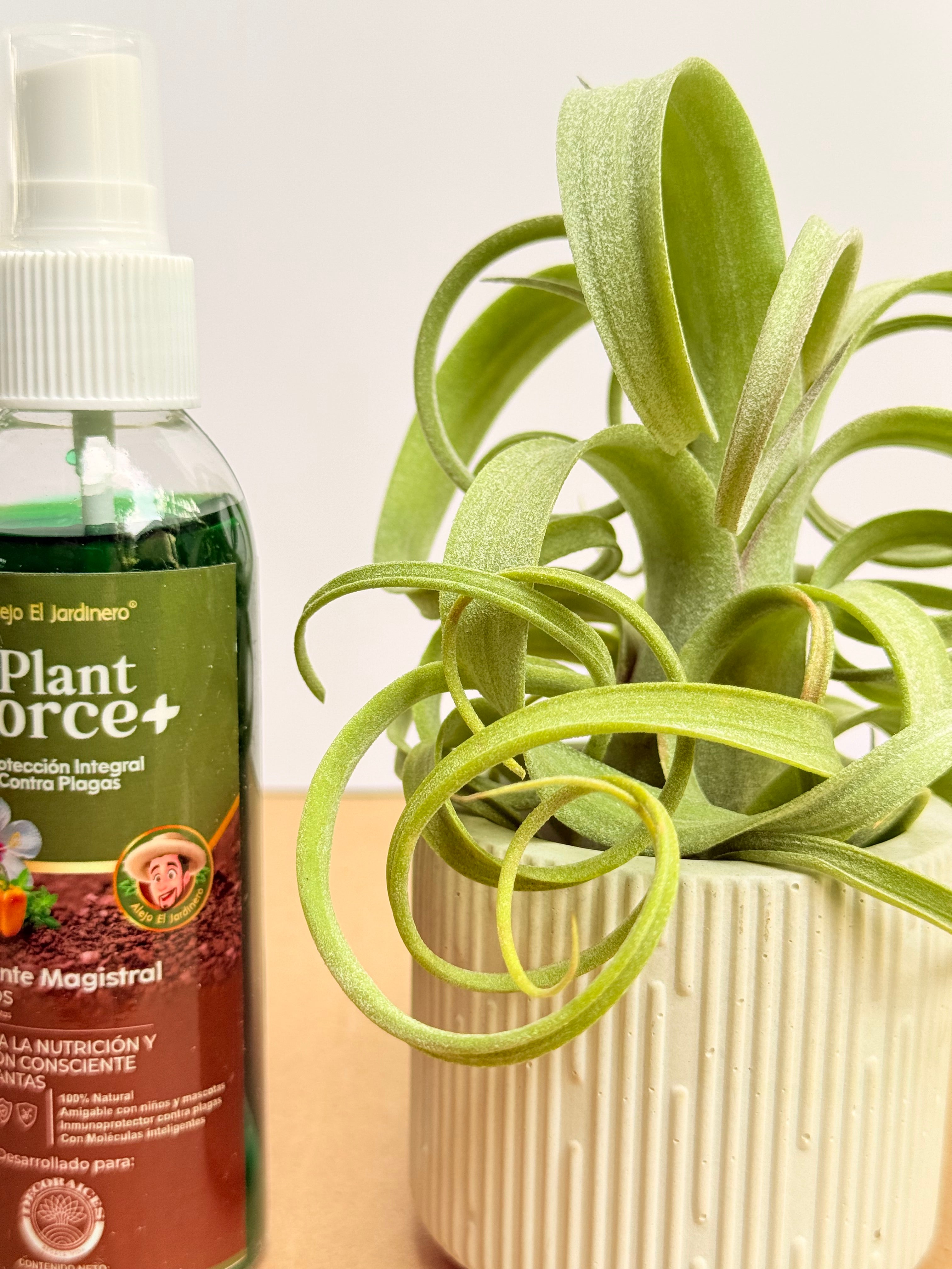 Kit Till. Curly slim s + plant force + matera