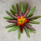 koke Bromelia Guzm. Mia