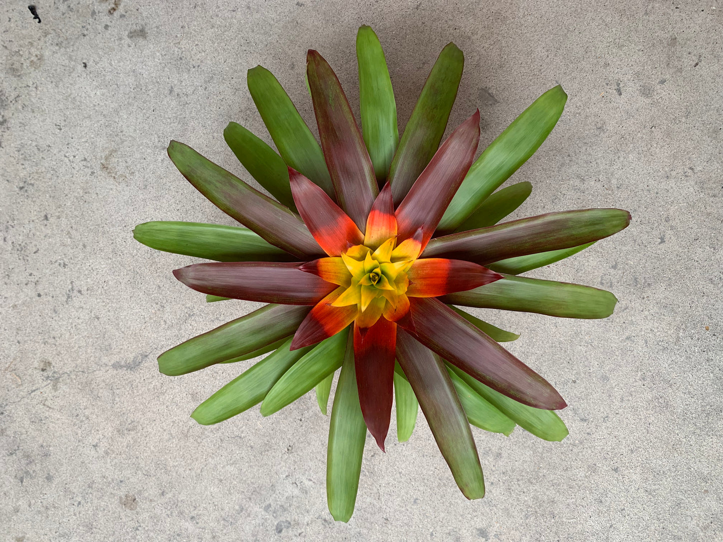 koke Bromelia Guzm. Mia