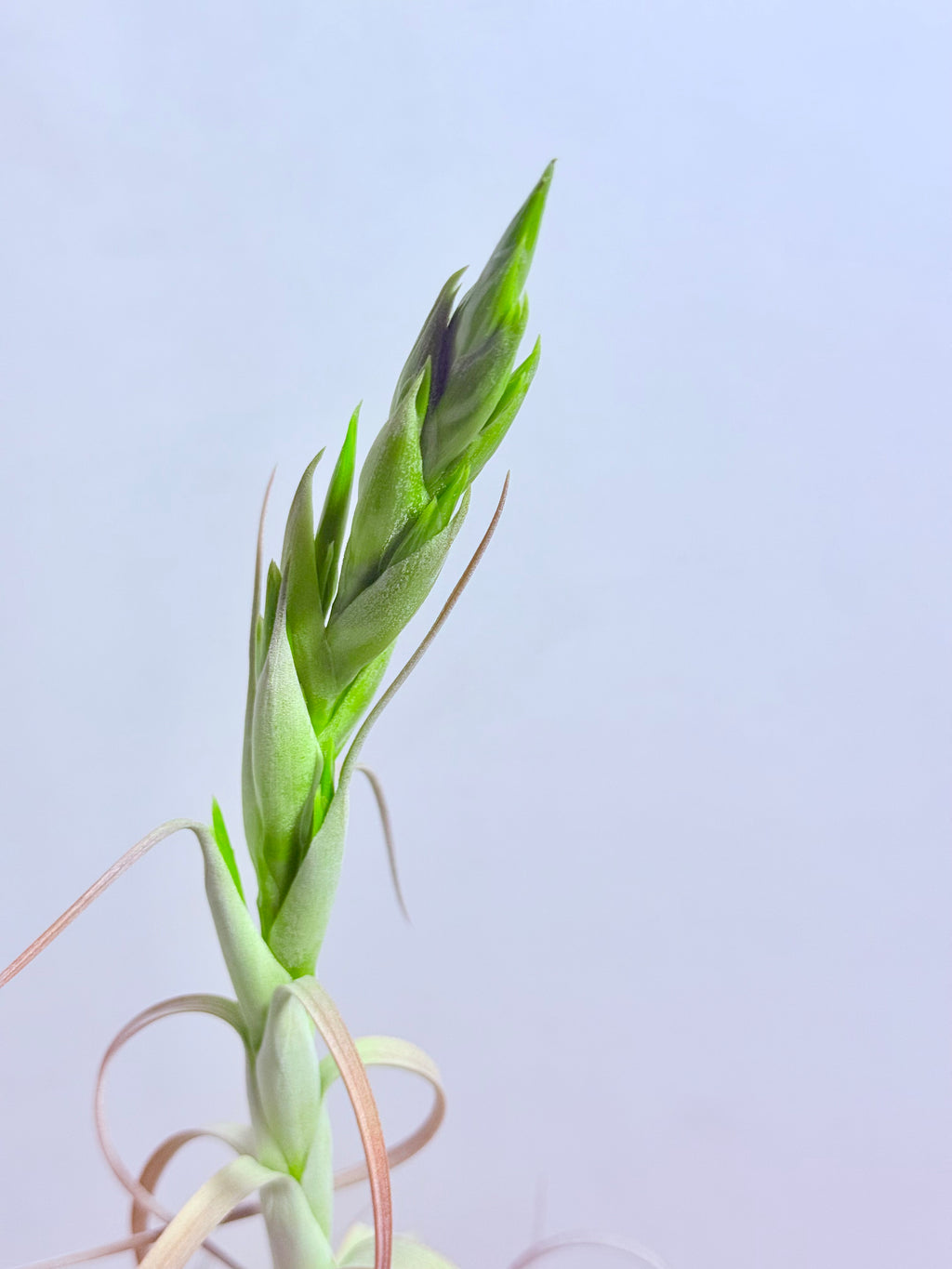 Till. Xerographica XL con flor + base teca