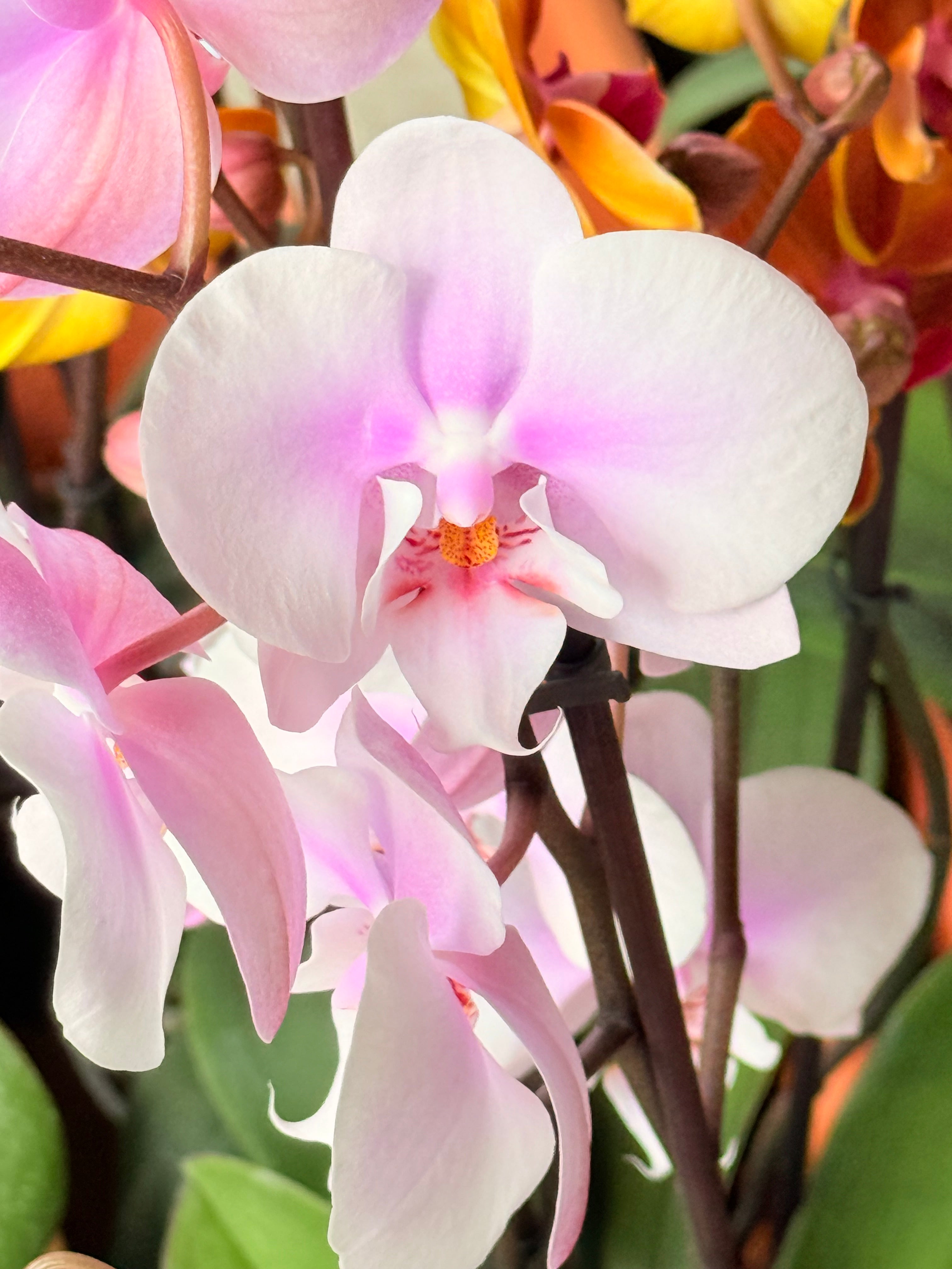 Kokedama Orquídea Premium Rosa 2V