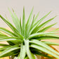 Till. Palgiotropica