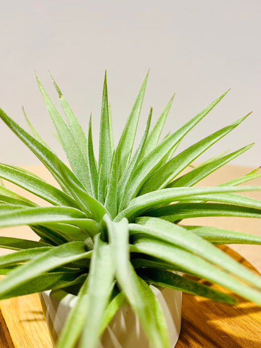 Till. Palgiotropica