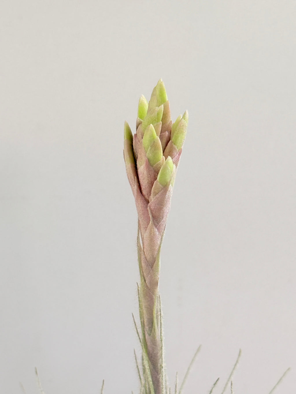 Till. Tectorum + base teca