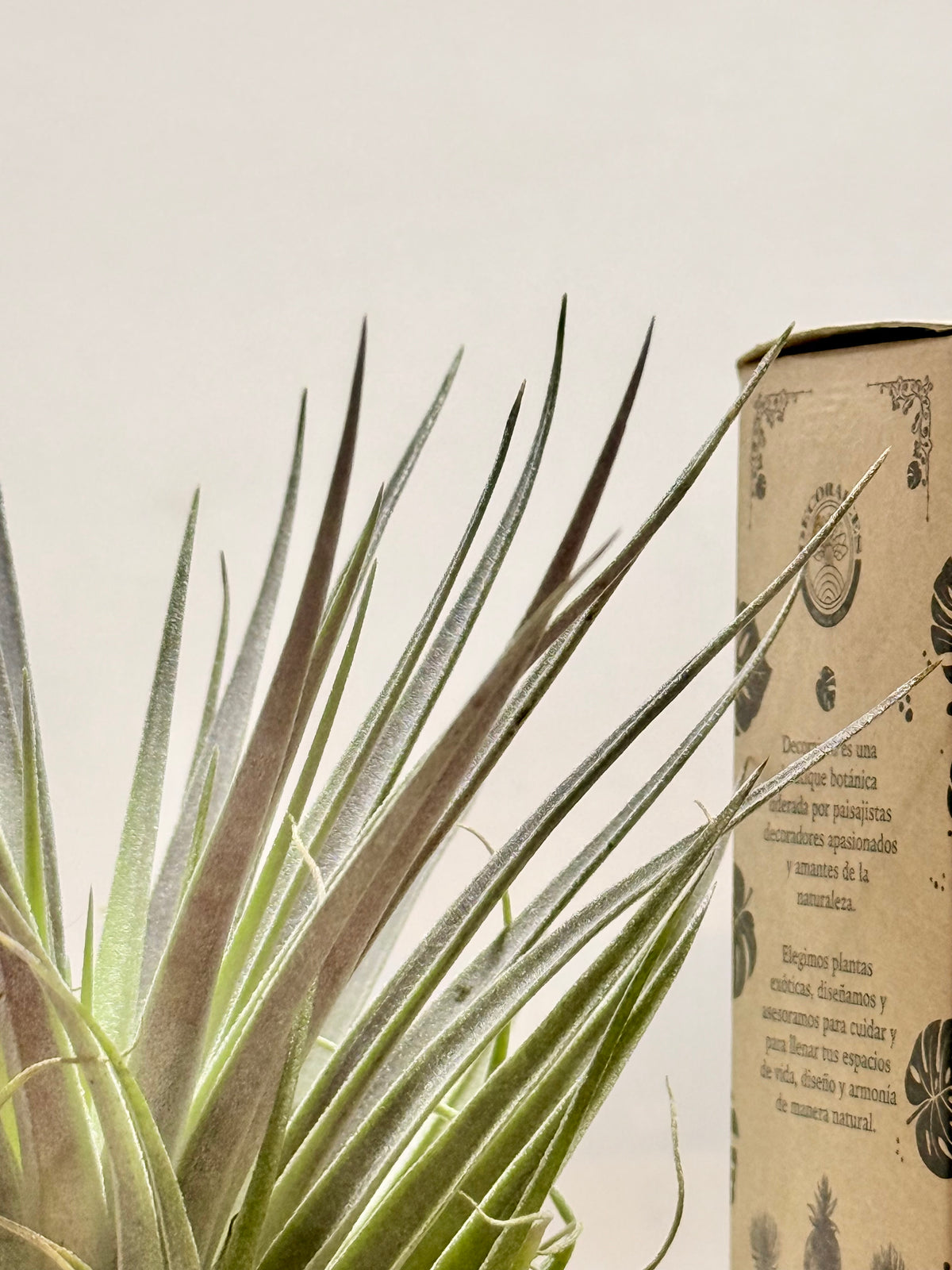 Kit Till. Plagiotropica purple + madera + espiral + fertilizante
