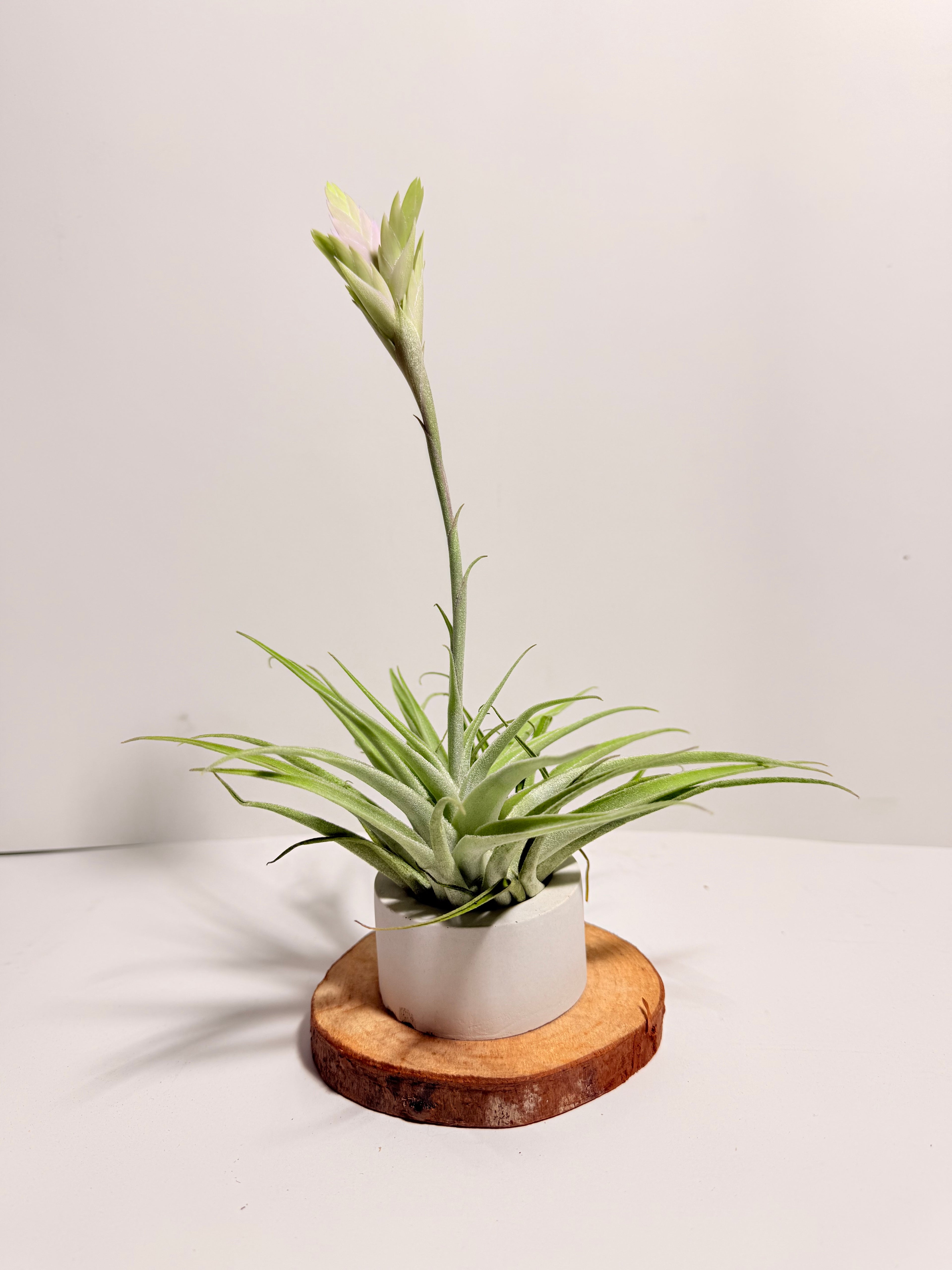 Tillandsia Cacticola regular form botón