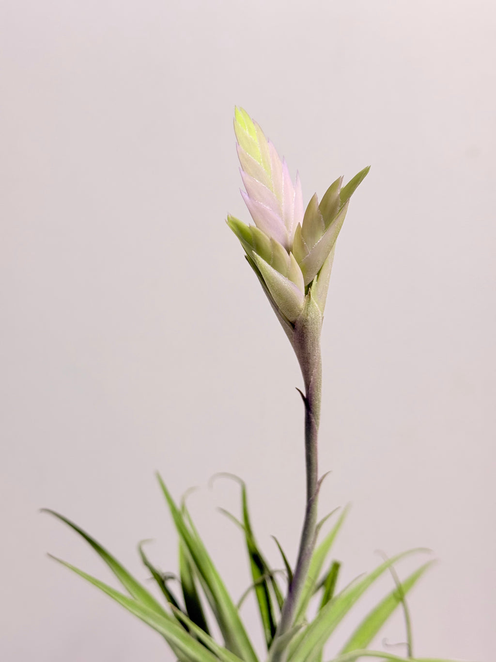 Tillandsia Cacticola regular form botón