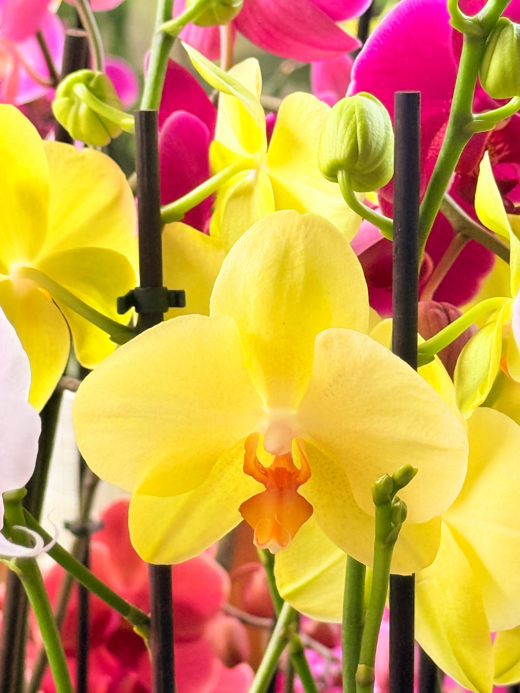 Kokedama Orquídea Premium Rosa 2V