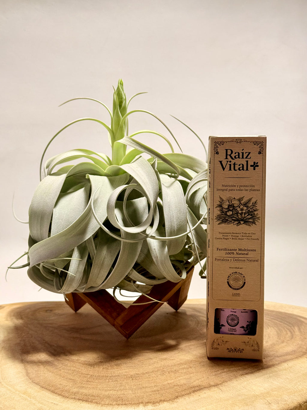 Kit Till. Xerographica XL con botón + fertilizante