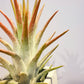 Till. ionantha var. van-hyningii