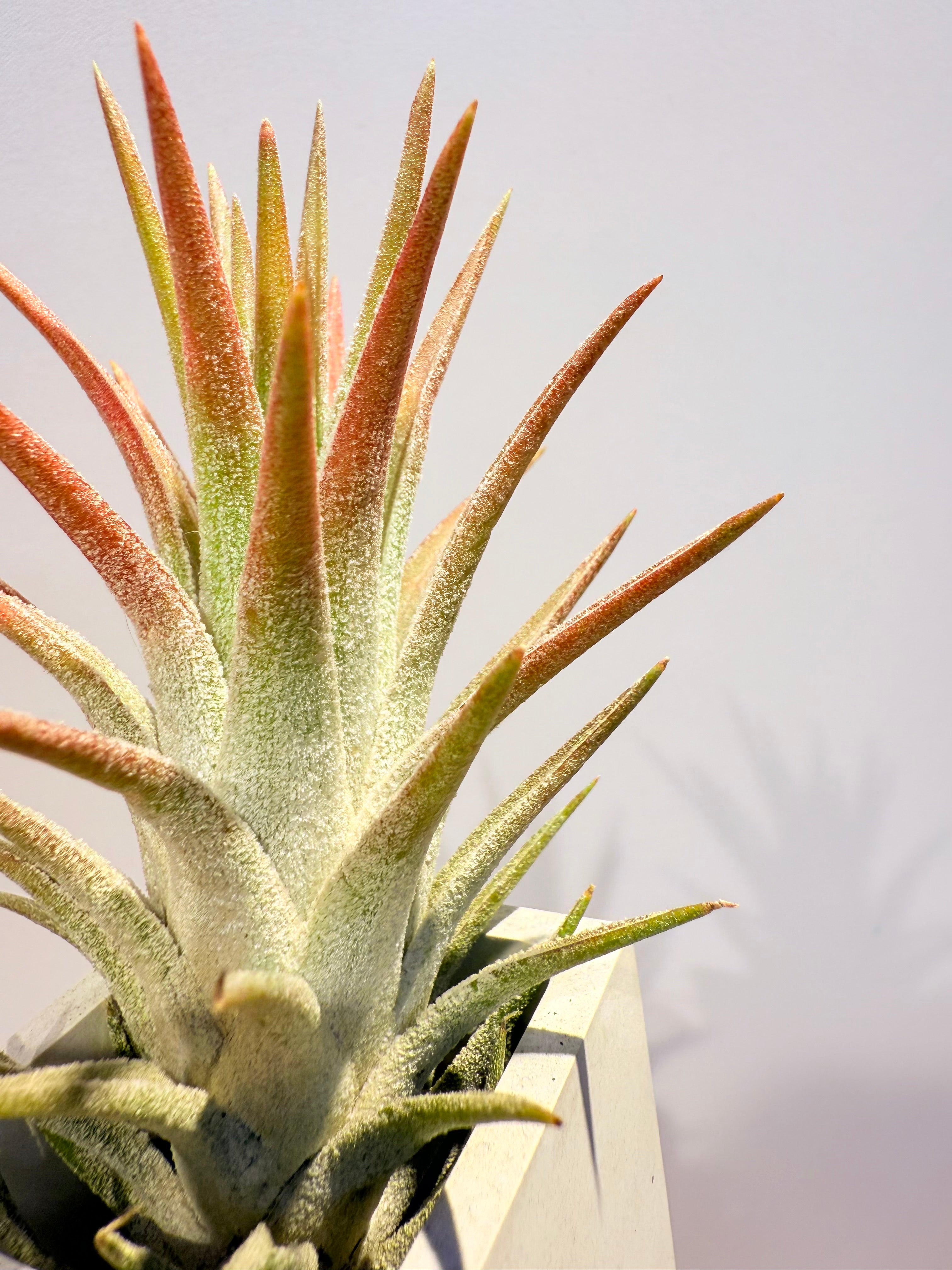 Till. ionantha var. van-hyningii