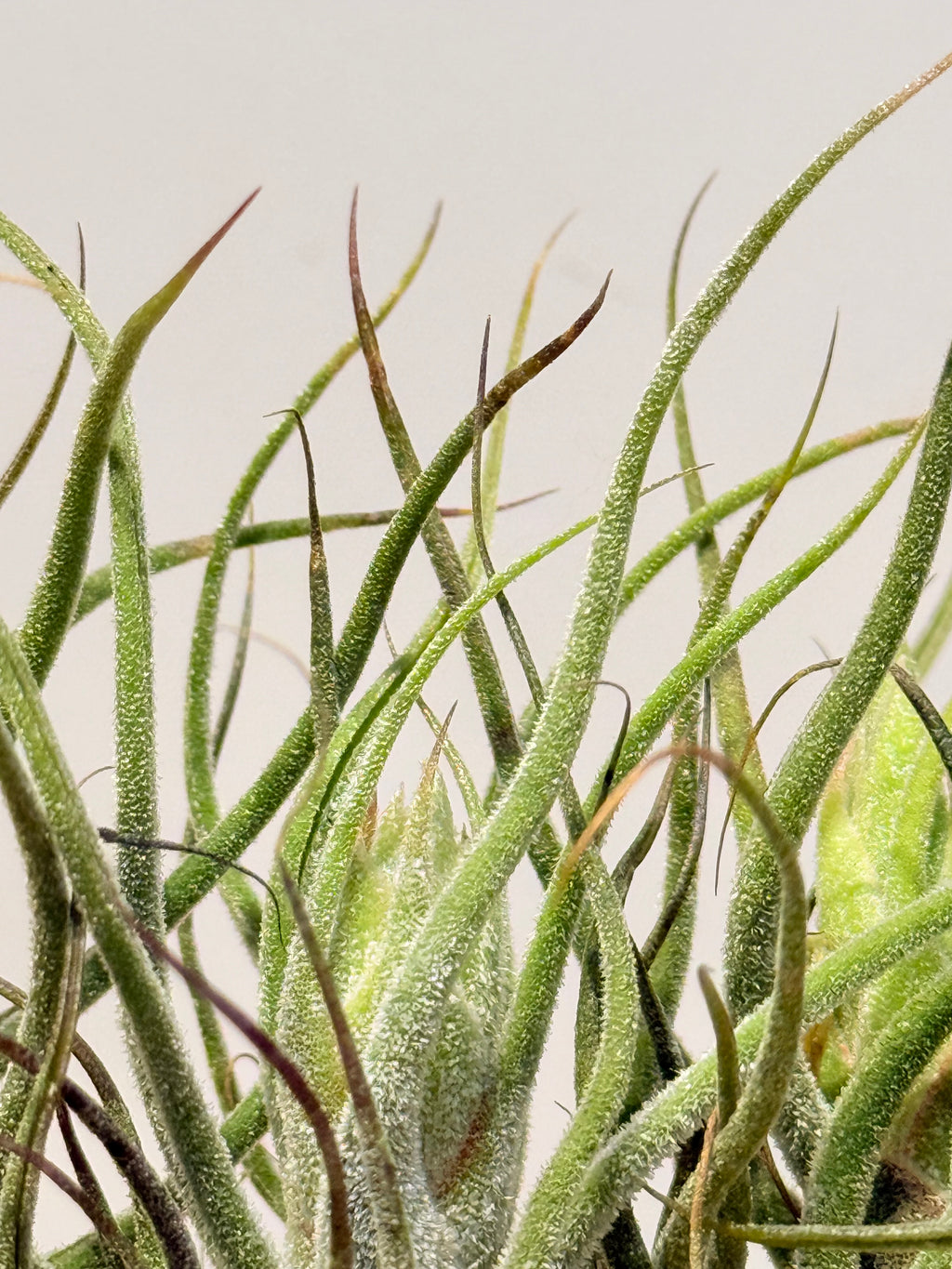 Till. Guatemala x3 mini + matera