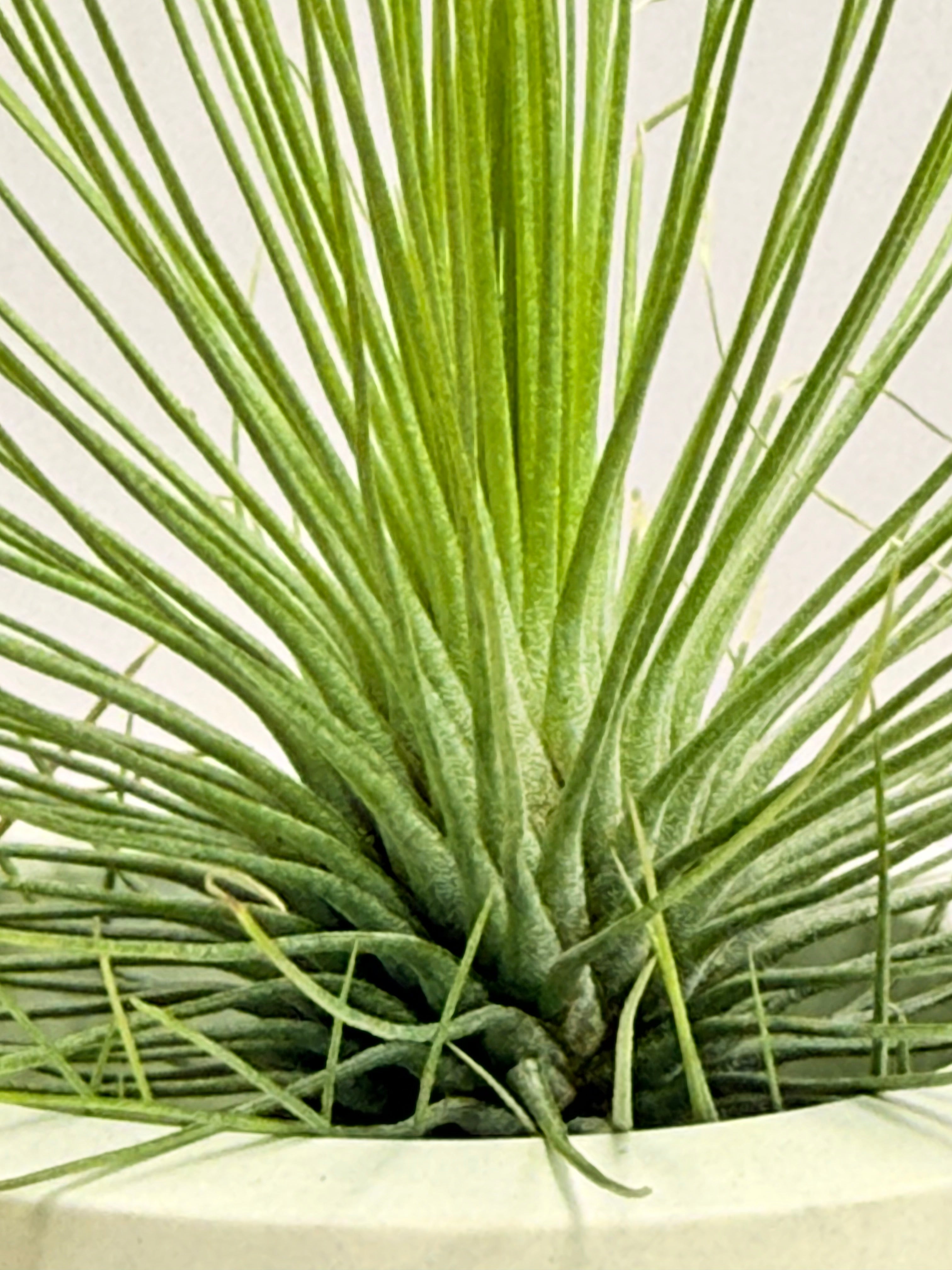 Kit. Till. Andreana M + matera + rodaja + fertilizante