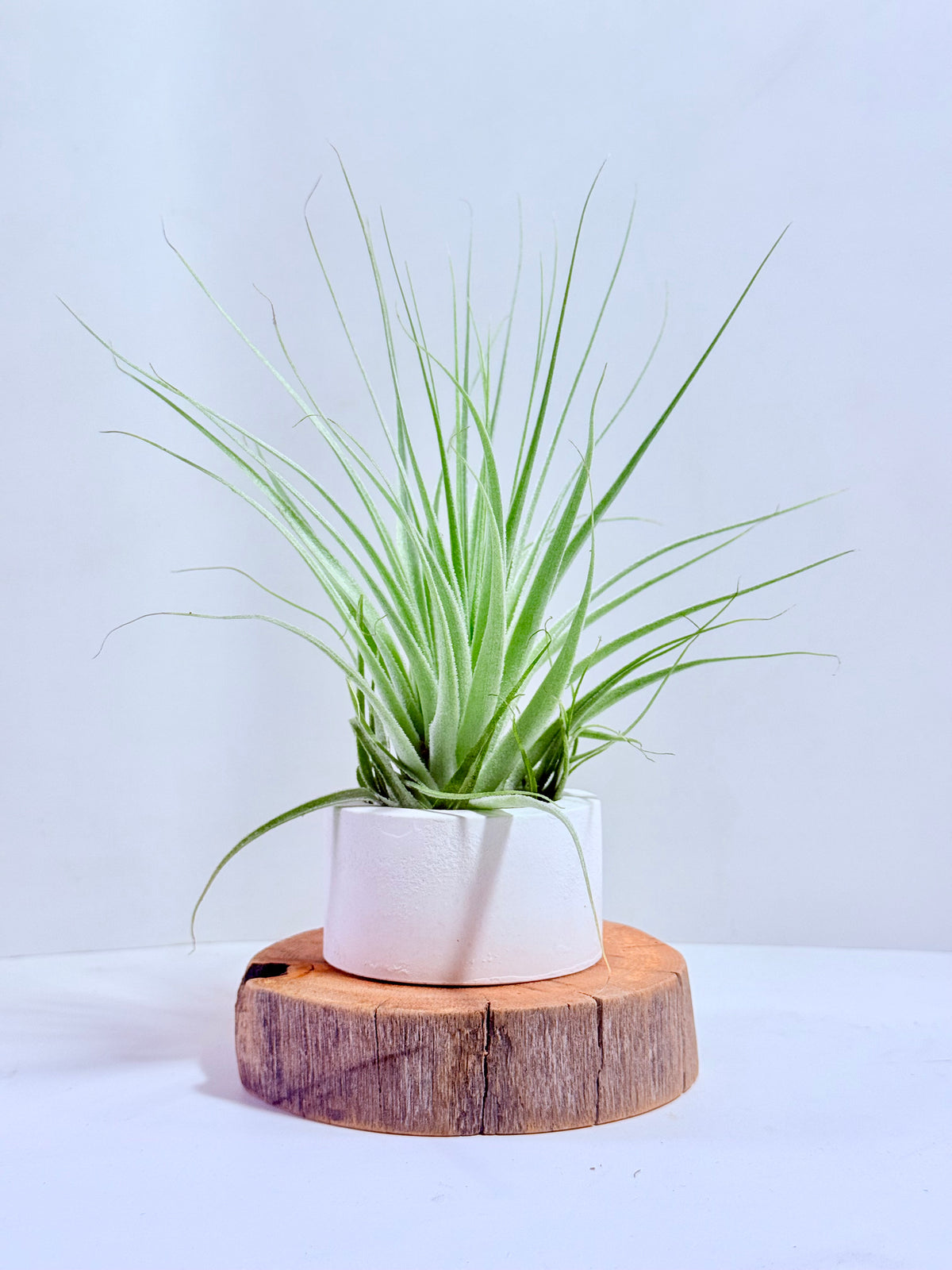 Tillandsia gardneri