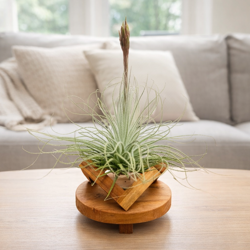 Till. Tectorum + base teca