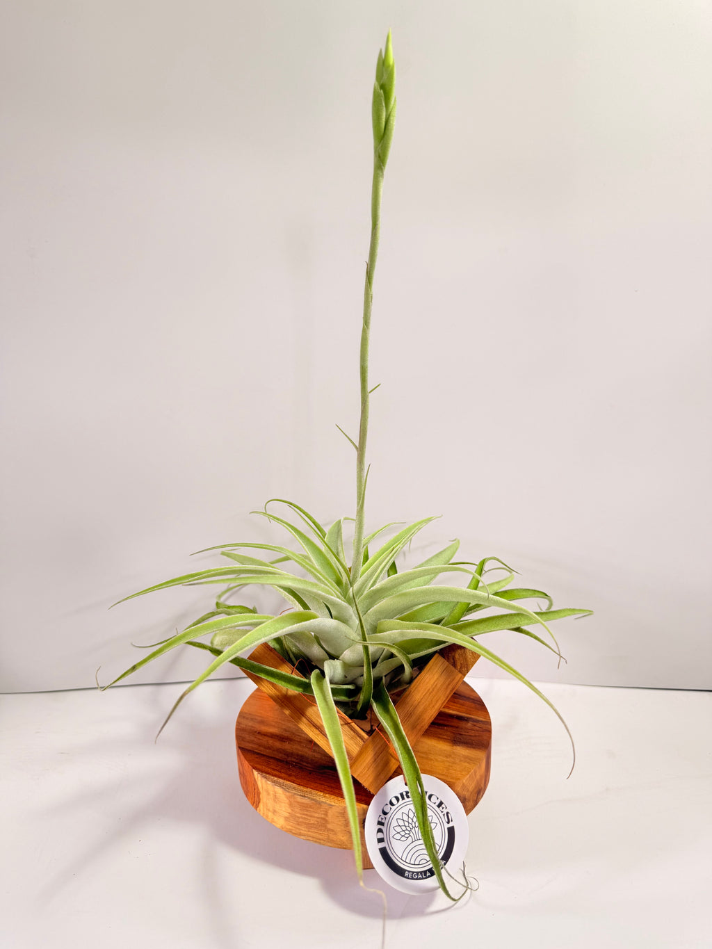 Tillandsia Cacticola regular form botón
