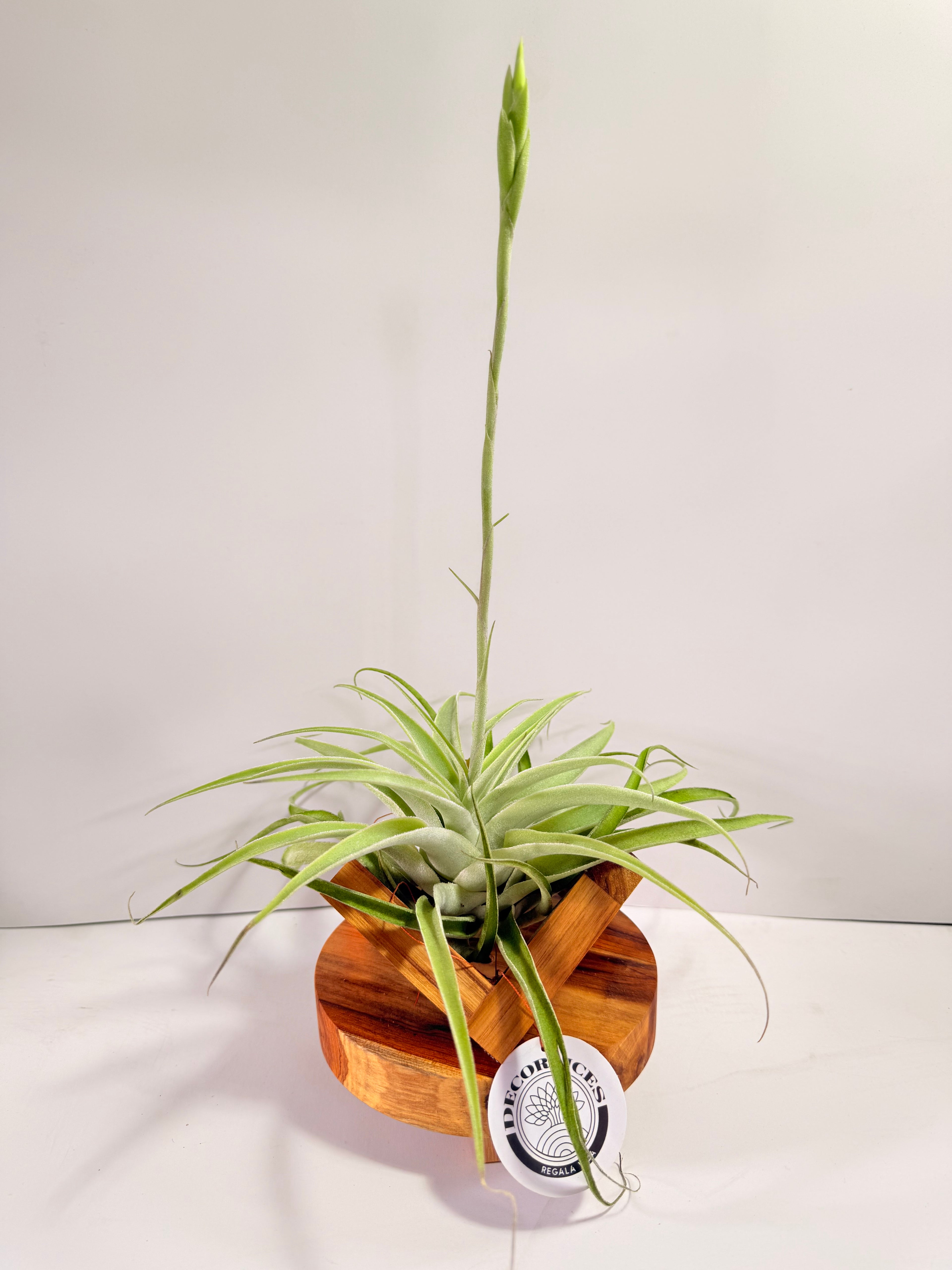 Tillandsia Cacticola regular form botón