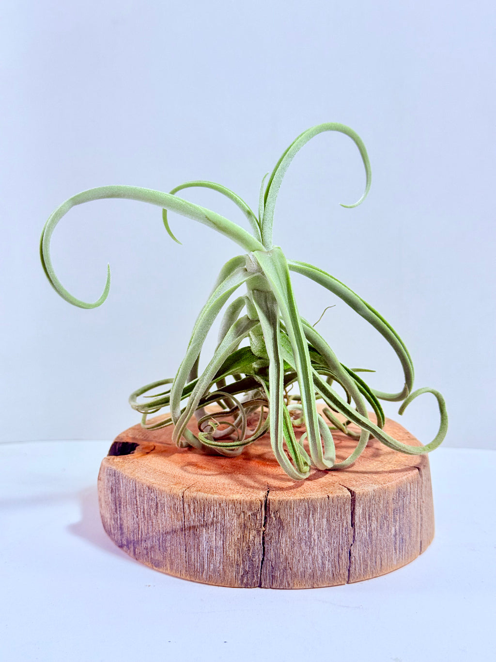 Tillandsia Duratii S + Rodaja de Madera