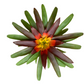 koke Bromelia Guzm. Mia